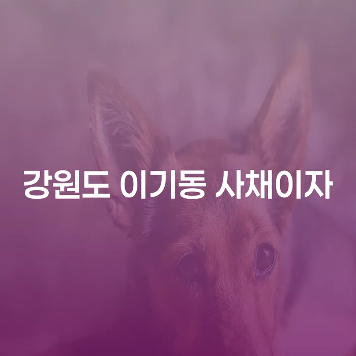 강원도 이기동에서 사채이자로 고민 중이라면? 투자실패 후 개인회생으로 해결할 수 있는 방법은?